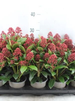 Skimmia jap. 'Rubella'