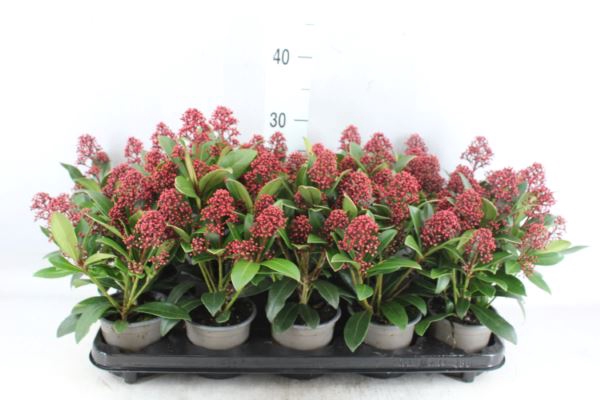 Skimmia jap. 'Rubella'