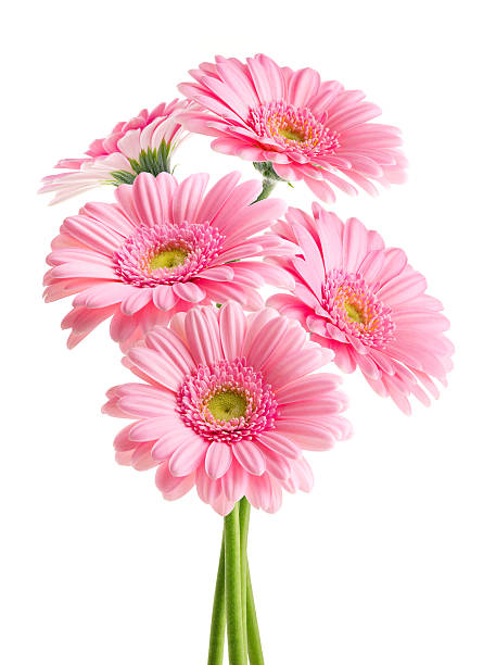 baby roze gerbera