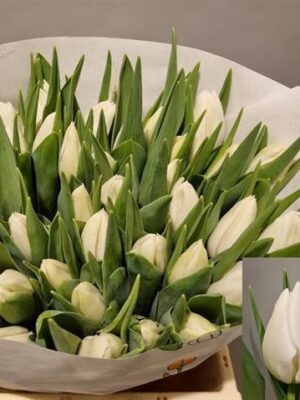 Witte tulpen