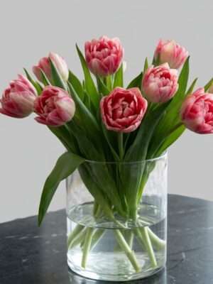Tulpen Double Twist (Pioentulpen)
