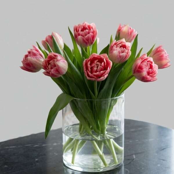 Tulpen Double Twist (Pioentulpen)