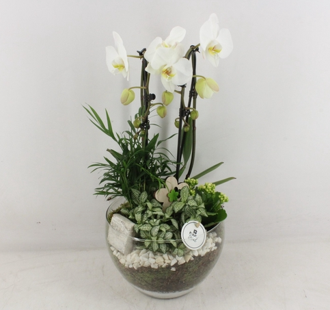 Glas henrik phal. casc. wit
