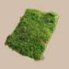 Plaatmos Groen (Per Plak)