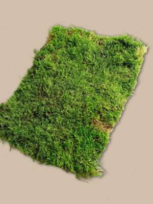Plaatmos Groen (Per Plak)