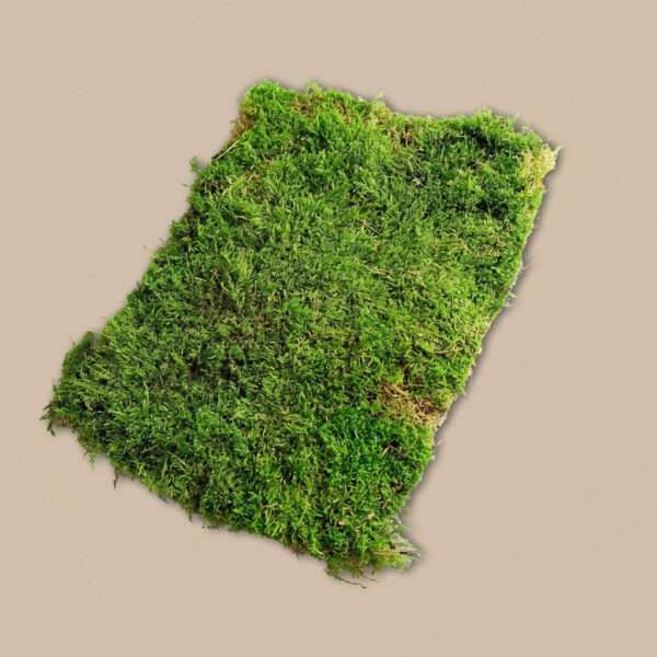 Plaatmos Groen (Per Plak)