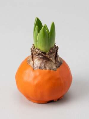 Amaryllisbol Halloween / Oranje Wax (Hippeastrum)