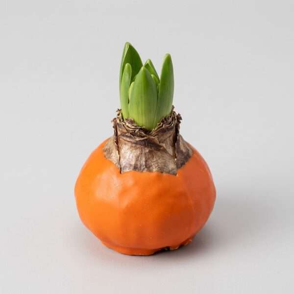 Amaryllisbol Halloween / Oranje Wax (Hippeastrum)