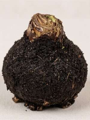 Amaryllisbol Zwart (Hippeastrum)