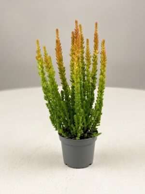 Calluna vulgaris 'Skyline' (Struikhei)