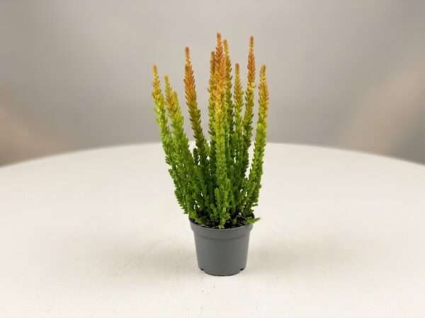 Calluna vulgaris 'Skyline' (Struikhei)