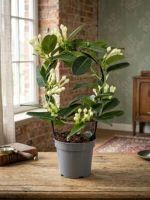Stephanotis floribunda (Bruidsbloem)