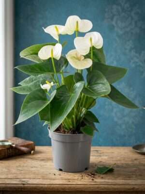 Witte Anthurium (Flamingobloem)