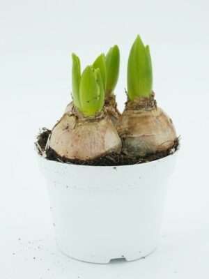 Hyacint 3-in-1 (Hyacinths Trio)