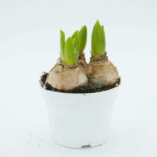 Hyacint 3-in-1 (Hyacinths Trio)