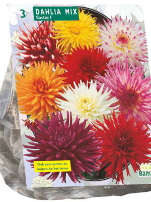 Dahlia Cactus Mixed per 3