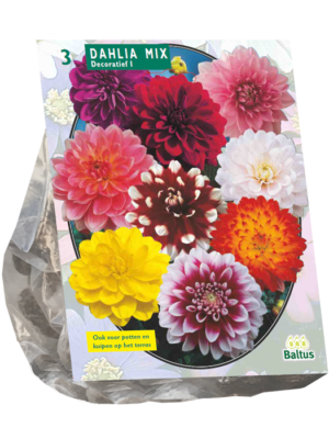 Dahlia Decoratief Mixed per 3