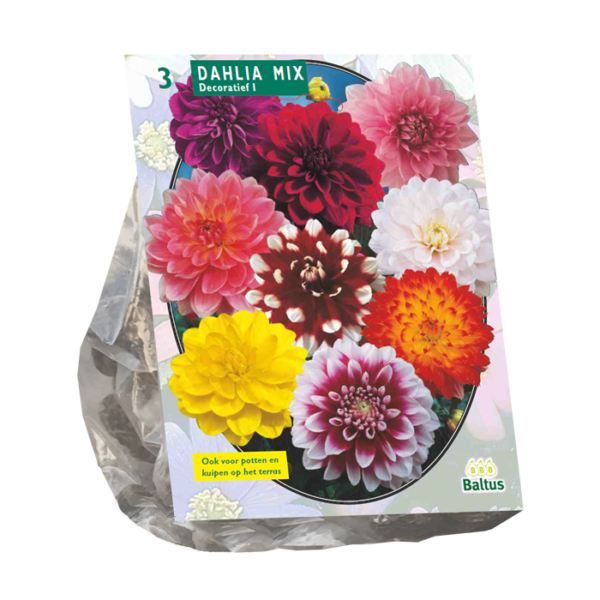 Dahlia Decoratief Mixed per 3