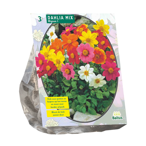 Dahlia Mignon Mix per 3