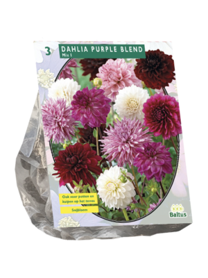 Dahlia Purple Blend per 3