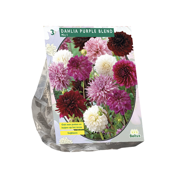 Dahlia Purple Blend per 3