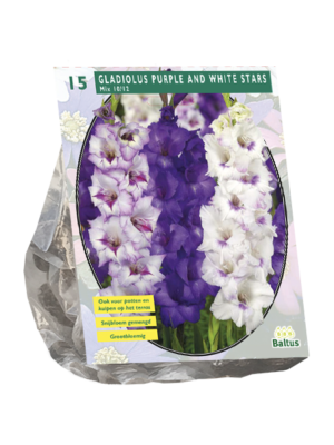 Gladiolus Purple and White Stars per 15