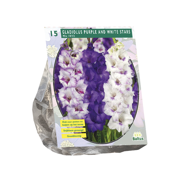 Gladiolus Purple and White Stars per 15