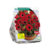 Anemone Hollandia per 50