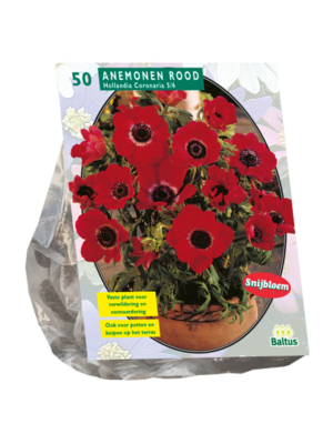 Anemone Hollandia per 50