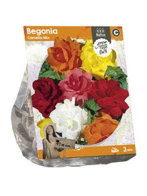 Begonia Camelia Mix (SP) per 3