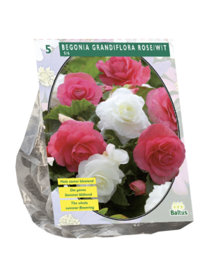 Begonia Dubbel Duo, Roze Wit per 5