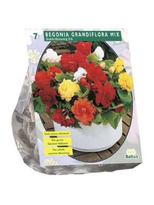 Begonia Dubbel Mix per 5