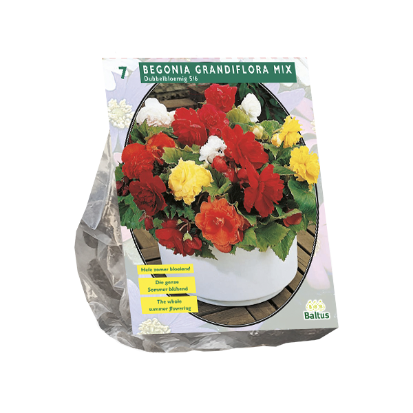 Begonia Dubbel Mix per 5