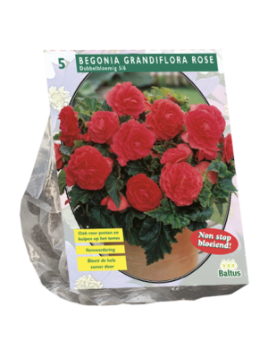 Begonia Dubbel, Roze per 5