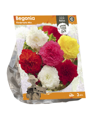 Begonia Fimbriata Mix (SP) per 3