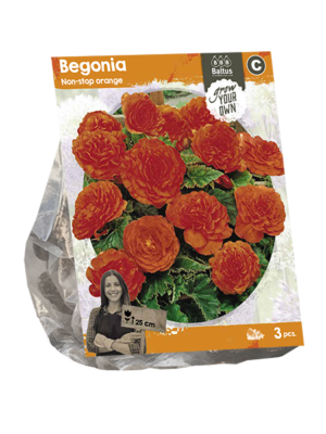 Begonia Non-stop orange (SP) per 3