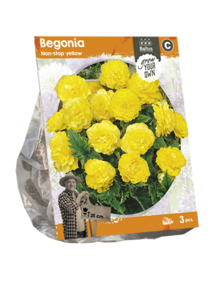 Begonia Non-stop yellow (SP) per 3