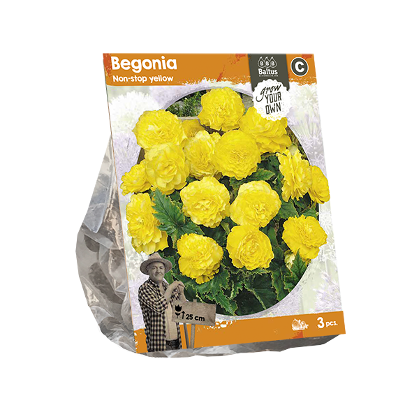 Begonia Non-stop yellow (SP) per 3