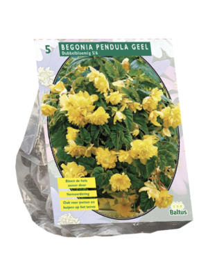 Begonia Pendula Geel per 5