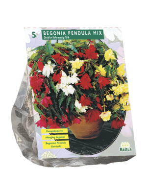 Begonia Pendula, Mix per 5