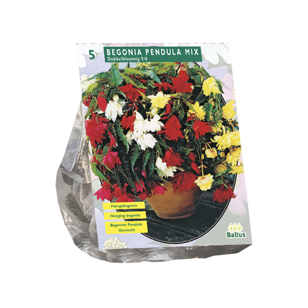 Begonia Pendula, Mix per 5