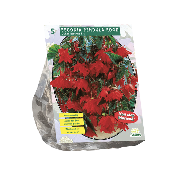 Begonia Pendula, Rood per 5