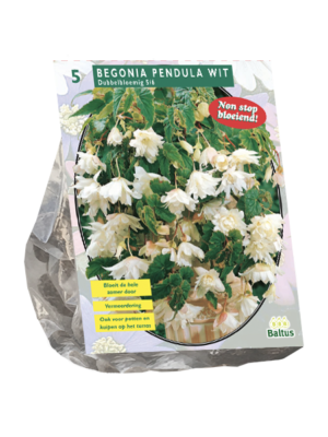 Begonia Pendula Wit per 5