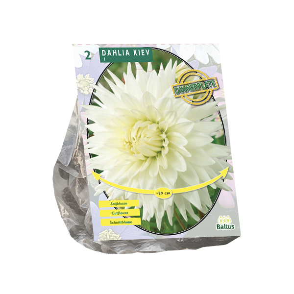 Dahlia Dinnerplate Kiev per 2