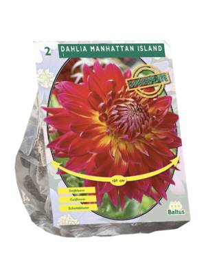 Dahlia Dinnerplate Manhattan Island per 2