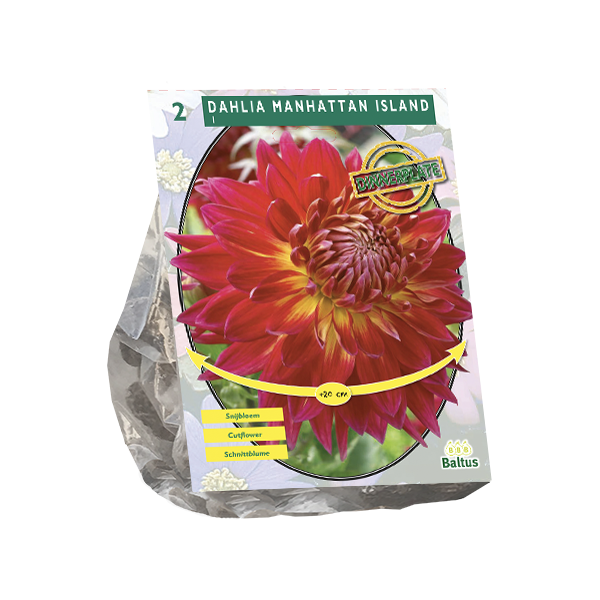 Dahlia Dinnerplate Manhattan Island per 2