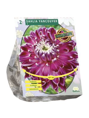 Dahlia Dinnerplate Vancouver per 2