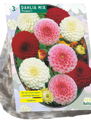 Dahlia Pompon Mix per 3