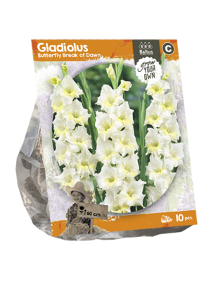 Gladiolus Butterfly Break of Dawn (SP) per 10