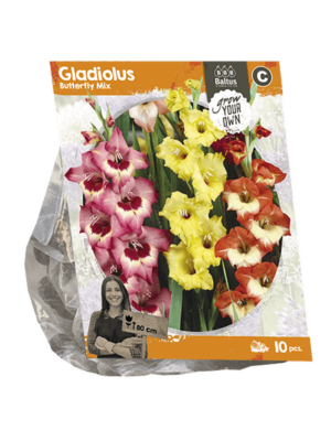 Gladiolus Butterfly Mix (SP) per 10